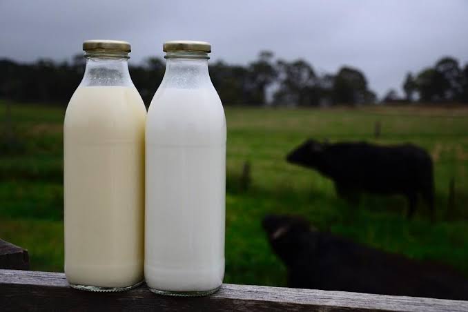Buffalo Milk: Benefits and Nutritional Value
